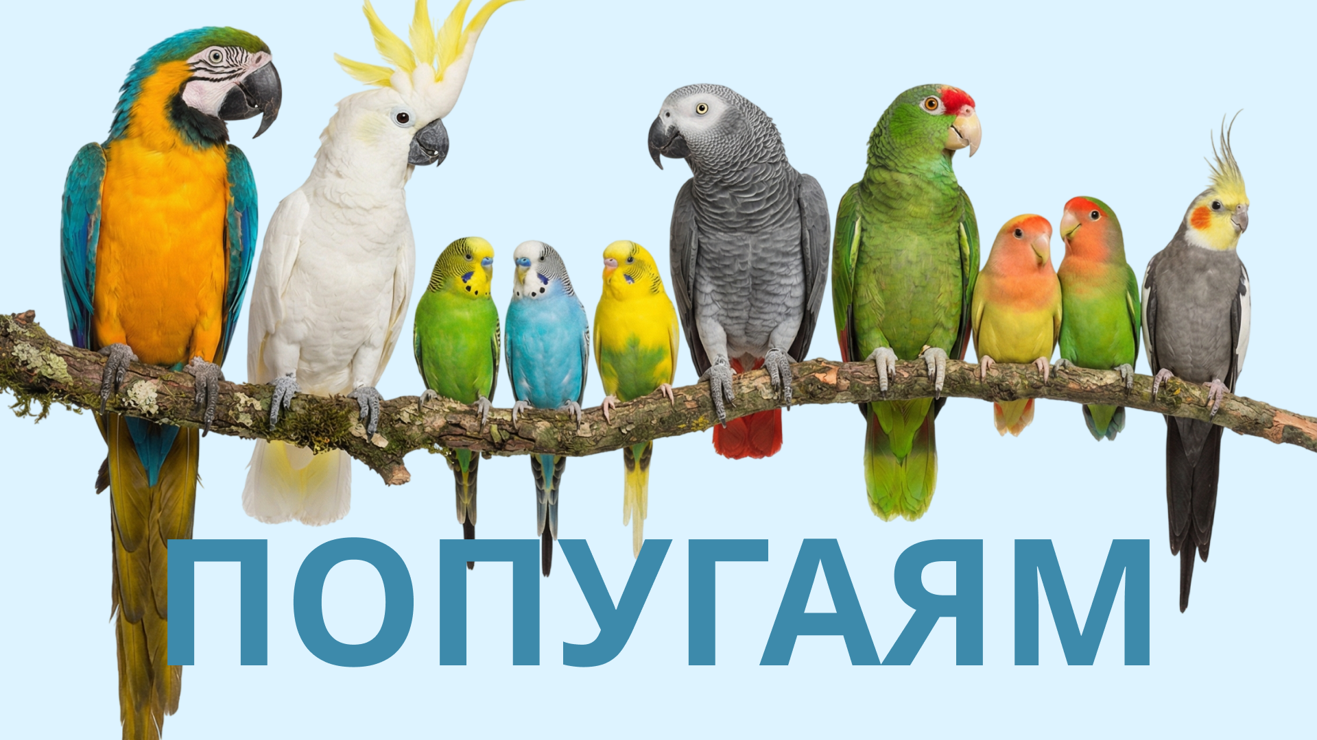 Попугаям